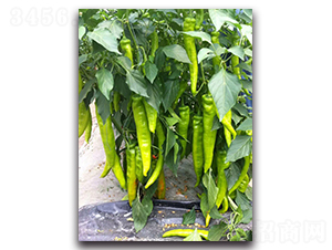 �L�g-�����N��-��ľ�N��