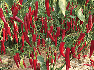 �GӰ-�����N��-��ľ�N��