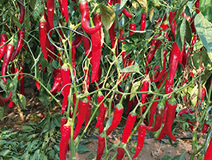 �G�-�����N��-��ľ�N��