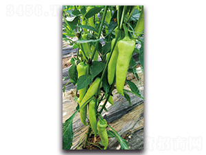 ����-�����N��-��ľ�N��