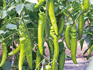 ���L-�����N��-��ľ�N��