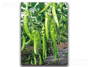 �쌚-�����N��-��ľ�N��