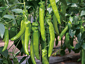 �g�v-�����N��-��ľ�N��