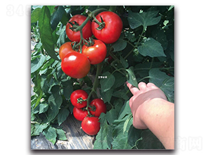 �Ќ�4̖-���ѷN��-��ľ�N��