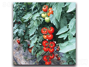 �Ќ�3̖-���ѷN��-��ľ�N��