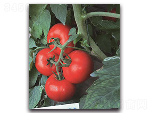 �Ќ�2̖-���ѷN��-��ľ�N��