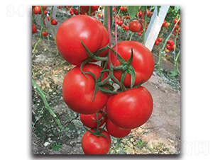 �Ќ�-���ѷN��-��ľ�N��