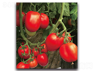 ����JT503-���ѷN��-��ľ�N��