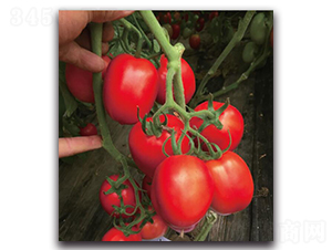 ����JT501-���ѷN��-��ľ�N��