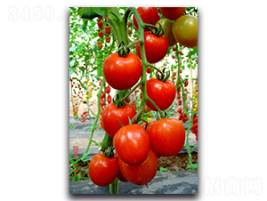 ����-���ѷN��-��ľ�N��