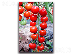 �t����-���ѷN��-��ľ�N��