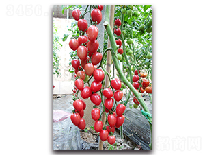 ��СѾ-���ѷN��-��ľ�N��