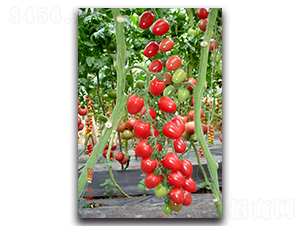 ��С��-���ѷN��-��ľ�N��