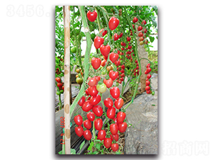 ��С��-���ѷN��-��ľ�N��