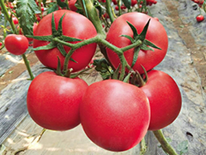 ������-���ѷN��-��ľ�N��