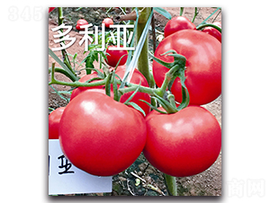 ������-���ѷN��-��ľ�N��