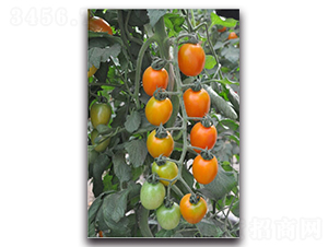 �ȷ�-���ѷN��-��ľ�N��