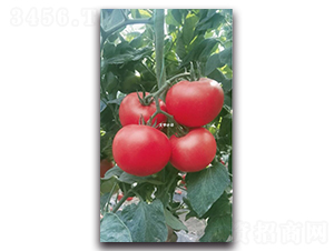 ����T126-���ѷN��-��ľ�N��