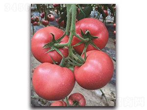 ����5̖(h��o)-���ѷN��-��ľ�N��