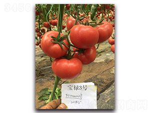 ����3̖-���ѷN��-��ľ�N��