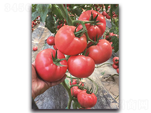 ����2̖-���ѷN��-��ľ�N��