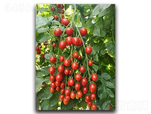 �h��99-���ѷN��-ʢ���N�I(y��)