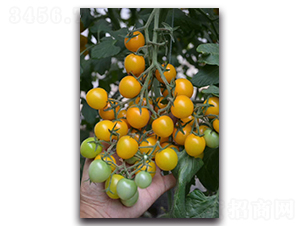 �S����-���ѷN��-ʢ���N�I(y��)