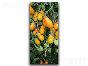 ����������-609-���ѷN��-ʢ���N�I(y��)