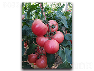 ������-���ѷN��-ʢ���N�I(y��)