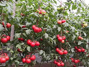 ��������-���ѷN��-ʢ���N�I(y��)