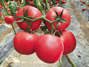 ��{518-���ѷN��-ʢ���N�I(y��)