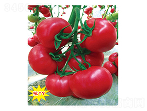 ���S-���ѷN��-ʢ���N�I(y��)