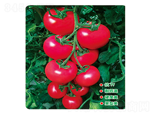 ������-���ѷN��-ʢ���N�I(y��)