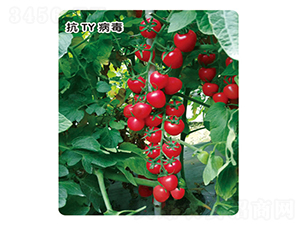 ǧ��107-���ѷN��-ʢ���N�I(y��)