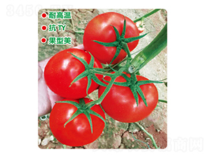 ӯ���_845-���ѷN��-ʢ���N�I(y��)