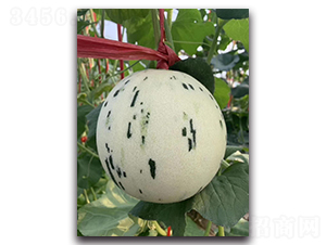 ������-��ϷN��-ʢ���N�I(y��)