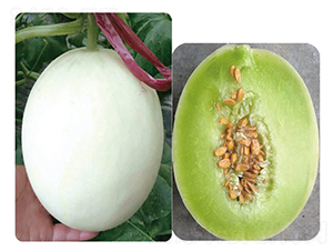 �_�����-��ϷN��-ʢ���N�I(y��)