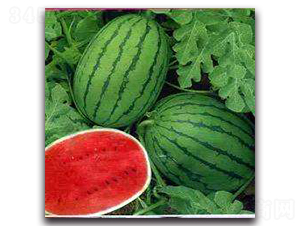 �|���t��-���ϷN��-ʢ���N�I(y��)