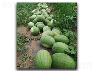 С��ͯ-���ϷN��-ʢ���N�I(y��)