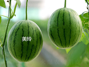 ����-���ϷN��-ʢ���N�I(y��)