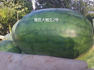 �ز�����2̖-���ϷN��-ʢ���N�I(y��)