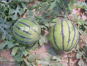 �A��863-���ϷN��-ʢ���N�I(y��)