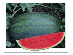 ���S��-���ϷN��-ʢ���N�I(y��)