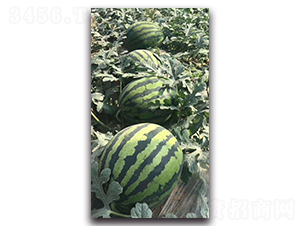 ����8k-���ϷN��-ʢ���N�I(y��)