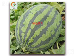 ��_����-���ϷN��-ʢ���N�I(y��)