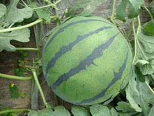 ����-���ϷN��-ʢ���N�I(y��)