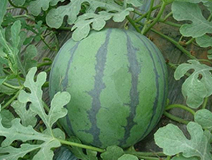 ӭ��-���ϷN��-ʢ���N�I(y��)