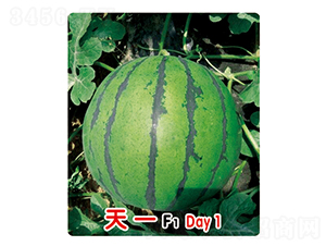 ��һF1-���ϷN��-ʢ���N�I(y��)