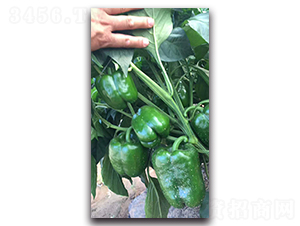 ِ�W-�����N��-ʢ���N�I(y��)