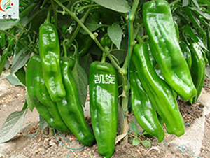 �P��-�����N��-ʢ���N�I(y��)